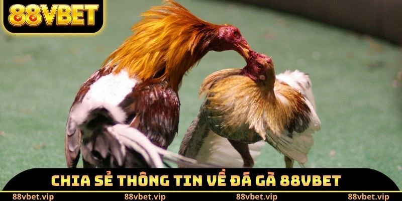 Chia sẻ thông tin về đá gà 88vbet
