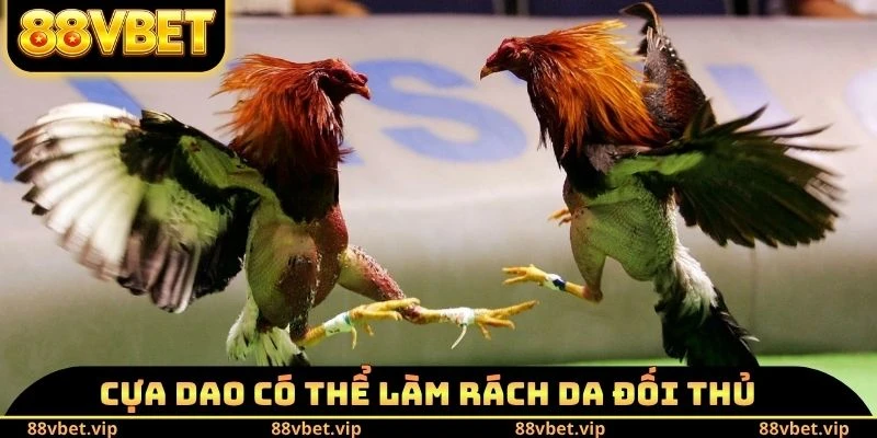 Cựa dao có thể làm rách da đối thủ