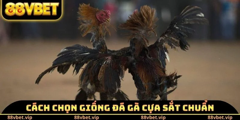 Đá Gà Cựa Sắt - Giáo Án Nuôi Chiến Kê Đấu Đâu Thắng Đó 1 Cách chọn giống đá gà cựa sắt chuẩn