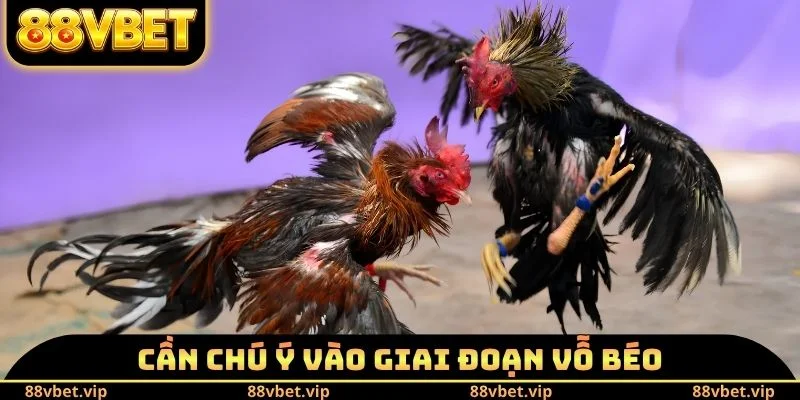 Đá Gà Cựa Sắt - Giáo Án Nuôi Chiến Kê Đấu Đâu Thắng Đó 2 Cần chú ý vào giai đoạn vỗ béo