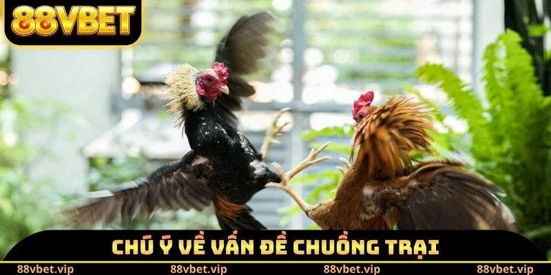 Đá Gà Cựa Sắt - Giáo Án Nuôi Chiến Kê Đấu Đâu Thắng Đó 3 Chú ý về vấn đề chuồng trại