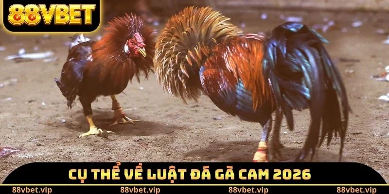 Đá Gà Cam Hôm Nay - Trực Tiếp Những Cú Đá Hiểm Hóc Nghẹt Thở 1 Cụ thể về luật đá gà Cam 2026