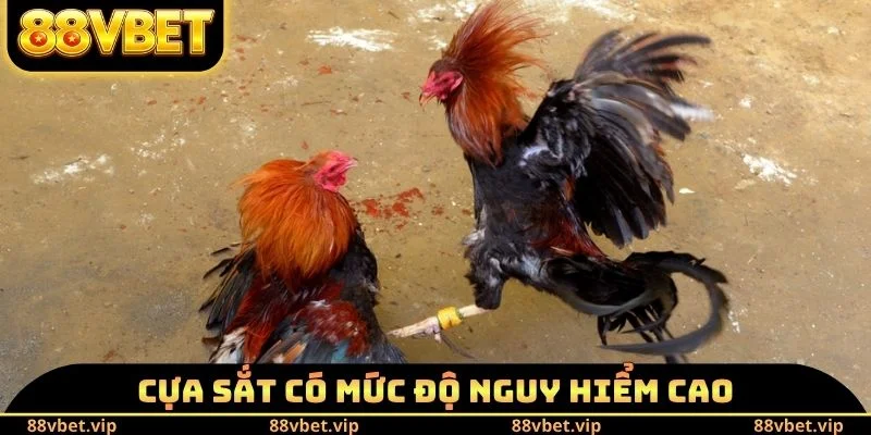 Đá Gà Cam Hôm Nay - Trực Tiếp Những Cú Đá Hiểm Hóc Nghẹt Thở 2 Cựa sắt có mức độ nguy hiểm cao
