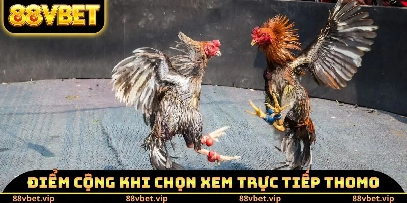 Đá Gà Thomo - Lý Do Trở Thành Sân Chơi Số 1 Của Sư Kê 4 Điểm cộng khi chọn xem trực tiếp Thomo