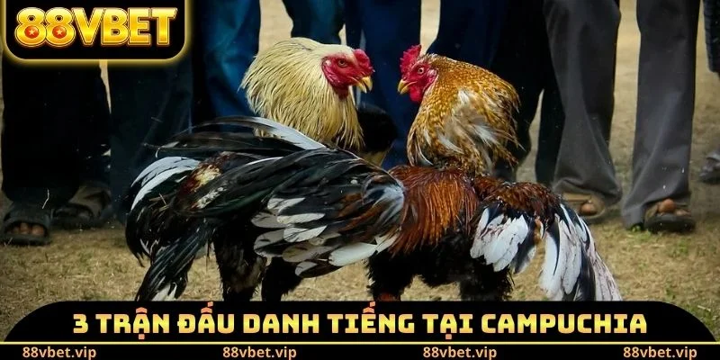 Đá Gà Cam Hôm Nay - Trực Tiếp Những Cú Đá Hiểm Hóc Nghẹt Thở 4 Giới thiệu 3 trận đấu danh tiếng tại Campuchia