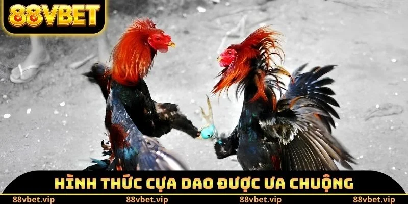 Đá Gà Cam Hôm Nay - Trực Tiếp Những Cú Đá Hiểm Hóc Nghẹt Thở 3 Hình thức cựa dao được ưa chuộng