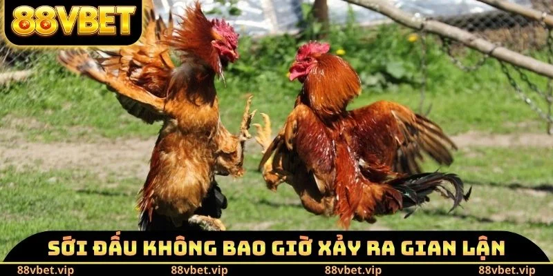 Đá Gà Thomo - Lý Do Trở Thành Sân Chơi Số 1 Của Sư Kê 2 Sới đấu không bao giờ xảy ra gian lận