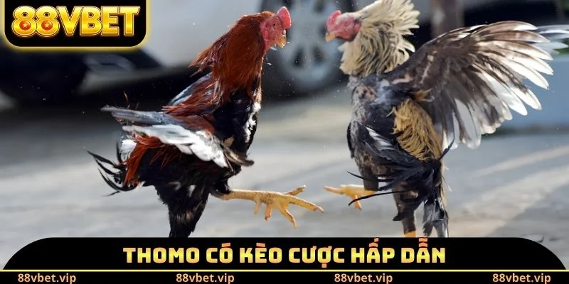 Đá Gà Thomo - Lý Do Trở Thành Sân Chơi Số 1 Của Sư Kê 3 Thomo có kèo cược hấp dẫn