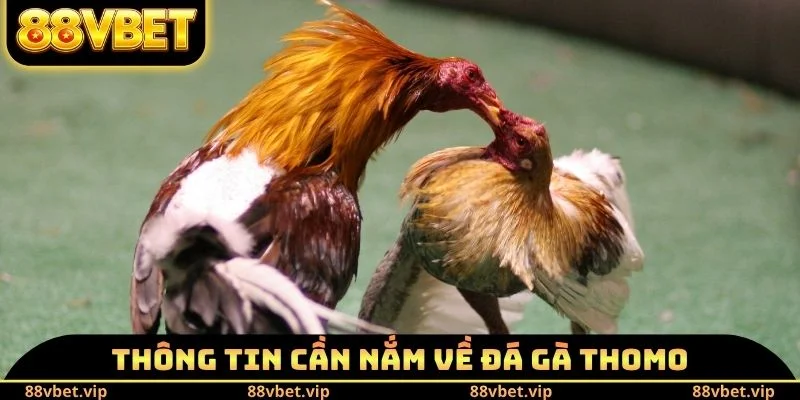 Đá Gà Thomo - Lý Do Trở Thành Sân Chơi Số 1 Của Sư Kê 1 Thông tin cần nắm về đá gà Thomo