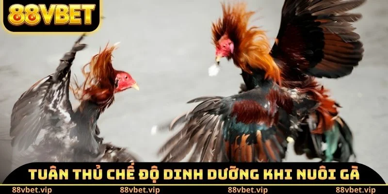 Đá Gà Cựa Sắt - Giáo Án Nuôi Chiến Kê Đấu Đâu Thắng Đó 4 Tuân thủ chế độ dinh dưỡng khi nuôi gà